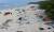 플라스틱 쓰레기로 오염된 천혜의 산호섬 헨더슨 섬. 동쪽 해변의 모습이다. [사진  J. Lavers 2015]