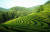 5월의 녹음과 구불구불한 차나무들이 어우러져 절경을 이룬 전남 보성의 녹차밭 전경. 총 999만 6000㎡(302만평)규모인 보성 차밭에서는 전국 녹차의 30%가량이 생산된다. [프리랜서 장정필]