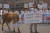 전국농업경영인중앙연합회원 50여명이 1998년 9월 10일 오후 서울역앞에서 값이 폭락한 한우를 모델로 내세우고 농가부채 경감을 요구하며 시위를 벌이고 있다. [중앙포토]