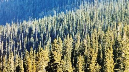 [서광원의 ‘CEO를 위한 생태학 산책’(7) | 거목(巨木)의 두 얼굴] 큰 나무가 쓰러져야 숲이 산다 