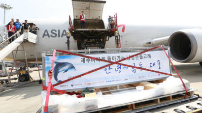 [사진] 아시아나, 돌고래 수송 작전