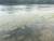 23일 오후 대구 달성군 화원읍 달성보 인근 낙동강변에 녹조가 발생한 모습. 대구=김정석기자