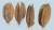 1998년 충북 청주시 흥덕구 옥산면 소로리에서 발견된 '청주 소로리 볍씨'. 소지경이 인위적으로 잘린 흔적이 보인다. [사진 한국선사문화연구원]