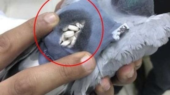 마약 178알 든 가방 짊어지고 몰래 배달한 비둘기 포획