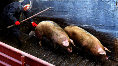 돼지 분뇨 치우던 근로자 2명 사망ㆍ1명 의식불명