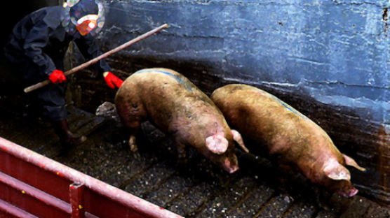 돼지 분뇨 치우던 근로자 2명 사망ㆍ1명 의식불명
