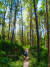 바투르산 트레킹 초반부의 울창한 숲길.