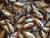 매년 5~6월 제주도 서귀포시 보목포구 인근에서 이뤄지는 자리돔 조업 현장에서 잡힌 자리돔. 최충일 기자
