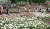 전남 곡성의 섬진강기차마을을 찾은 관광객들이 세계 11개국, 1004가지 품종의 장미꽃이 핀 장미정원을 둘러보고 있다. 프리랜서 장정필