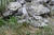 홍도에서 번식 중인 괭이갈매기 어미새와 새끼(어미 아래쪽)[사진 국립공원관리공단]