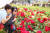 전남 곡성의 섬진강기차마을을 찾은 관광객들이 세계 11개국, 1004가지 품종의 장미꽃이 피어난 장미정원을 둘러보고 있다. 프리랜서 장정필