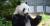 12일 일본 우에노 동물원의 암컷 자이언트 판다 &#39;신신&#39;이 건강한 아기 판다를 출산했다. [사진 Ueno-Panda 제공]