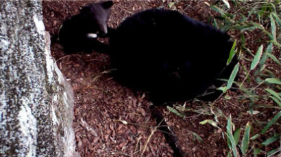 지리산 반달가슴곰도, 소백산 여우도…출산 겹경사