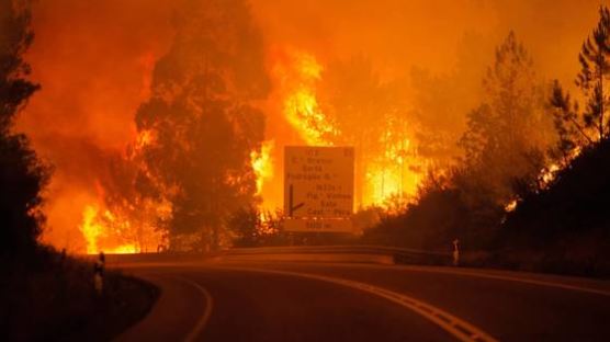 차에 갇힌 채 화마에...포르투갈 산불 사망자 최소 62명