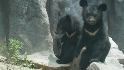 [서소문사진관] 곰 세마리 우리에 빠진 아기고양이