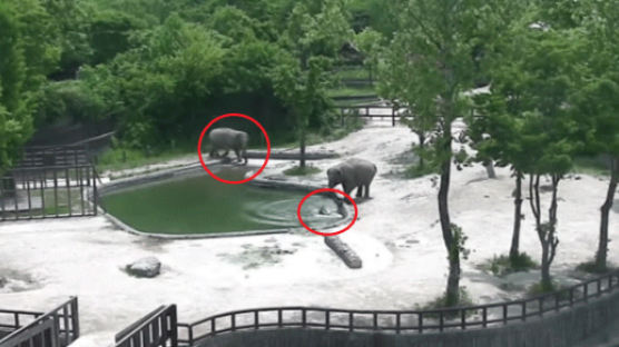 “아가야, 이모가 구해줄게” 서울대공원서 물에 빠진 코끼리 구조(영상) 