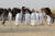 사우디에서 추방된 카타르인 소유 낙타들이 국경을 넘어 주인과 만나고 있다. [로이터=연합뉴스]