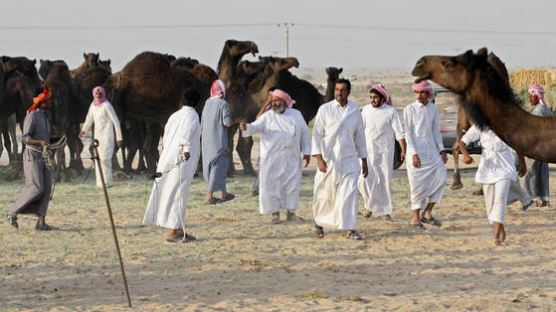 카타르 단교한 사우디, 카타르 낙타까지 추방