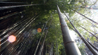 ‘서걱서걱’ 바람소리···보기만해도 시원한 대나무숲 4곳