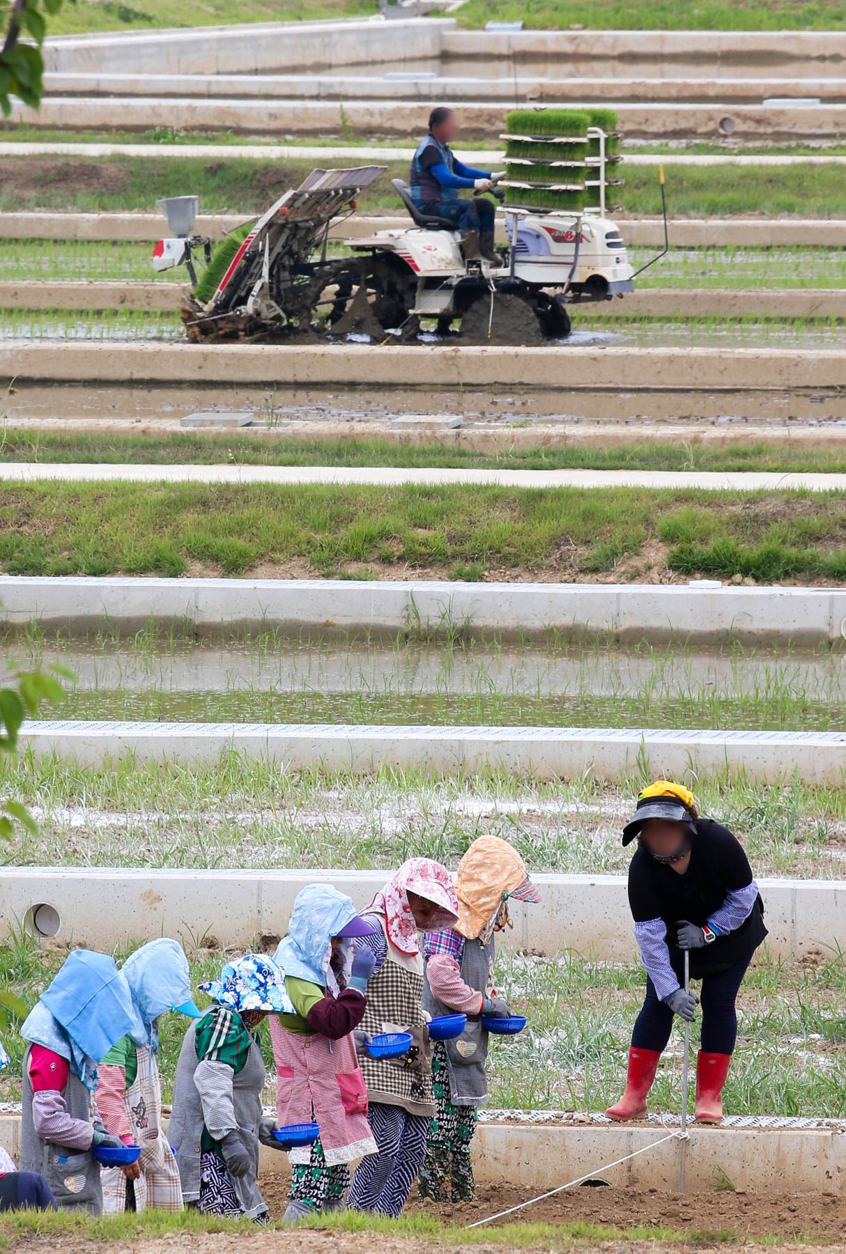 지난 20일 전북 완주군 이서면 농촌진흥청 국립농업과학원 인근 논에서 한 남성이 이앙기를 이용해 모를 심고 있다. 프리랜서 장정필