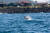 수족관에 갇힌 돌고래가 아니라 제주 앞바다를 노니는 돌고래를 만나보자. 모슬포항 주변이 돌고래 관측 명소다. [사진 제주관광공사]