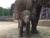 방사장 수영장에 빠졌지만 엄마와 이모 코끼리에 구출되면서 인터넷 스타가 된 아기 코끼리 희망이. ［사진 서울대공원］ 