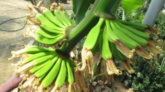 '대프리카 바나나', 알고 보니 바나나 사촌 ‘파초’