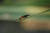 경북 청도에서 처음으로 발견돼 학계에 보고된 운문산 반딧불이. 5월 하순부터 7월 초순까지 운문산 반딧불이 성충을 관찰할 수 있다. 제주 한경면 청수리는 운문산 반딧불이 최대 서식지다. [중앙포토]