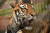 국립백두대산수목원에 지난 1월 이송한 백두산호랑이 &#39;두만&#39; [사진 산림청]