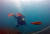 푸른 바다 속 화려한 수중 생태계를 볼 수 있는 범섬 앞바다. 전문 강사와 함께 체험 다이빙에 나섰다. 강정현 기자