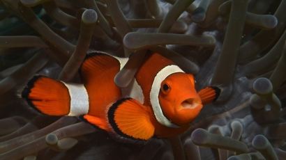 수컷 물고기 20% 트랜스젠더…알을 낳는 수컷도