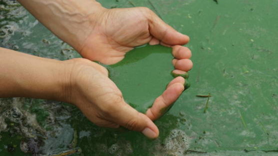 낙동강보 수문 개방 한 달 … ‘녹조 라테’ 더 심해졌다