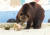 대구 달성공원 불곰이 사육사가 여름철 특식으로 준비한 얼음과자와 수박을 받아 이리저리 굴리며 먹고 있다. 프리랜서 공정식 