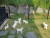 강원도 춘천시 만천리에 있는 애견호텔 잔디밭에서 산책을 하는 애견들. 박진호 기자
