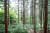 편백과 삼나무가 빽빽이 심어진 전남 장성군 축령산 ‘치유의 숲’. 이곳을 처음 와본 방문객들은 울창한 숲속에서 길을 잃기도 한다. [프리랜서 장정필]