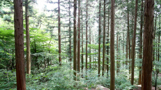 장성 축령산 편백 숲은 20여 년 나무 심은 ‘조림왕’의 선물