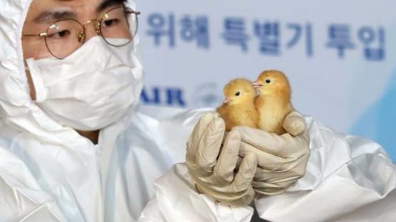 [서소문사진관] 스페인산 병아리가 특별기 타고 한국 온 사연