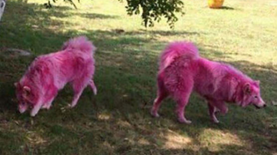 소품으로 쓰이다 숲속에 버려진 '분홍색' 강아지들