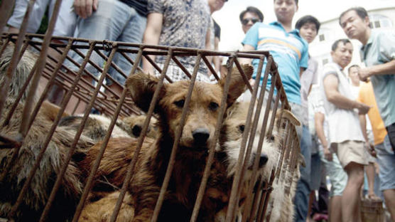 중국서 ‘개고기 시장’ 급속히 커진 것은 조폭 탓?