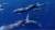 참치 카메라 시점에서 바라본 돌고래 무리 [사진 KBS1 &#39;스파이 돌고래&#39; 캡처]