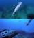 오징어가 주식인 감자바리가 오징어 카메라를 쫓고 있다. 오징어 카메라는 간신히 위기를 모면했다. [사진 KBS1 &#39;스파이 돌고래&#39; 캡처]