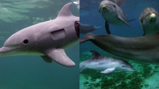 '스파이 동물 몰카'가 밝혀낸 돌고래의 새로운 모습들