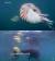 돌고래들이 앵무조개 카메라에 접근해 장난을 치고 있다. [사진 KBS1 &#39;스파이 돌고래&#39; 캡처]