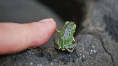 인간이 내미는 손가락에 '하이파이브' 해준 개구리