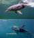 돌고래 모양의 카메라. 돌고래 무리 틈으로 잠입한다. [사진 KBS1 &#39;스파이 돌고래&#39; 캡처]