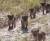 20일 사냥당했다고 보도된 짐바브웨 사자 산다의 새끼들. [유튜브 캡처]