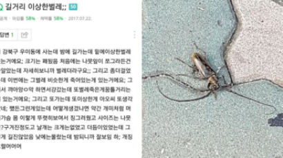 요즘 서울 강북 일대에 출몰한다는 벌레떼의 정체