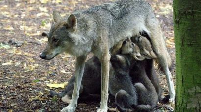 새끼 5마리 낳고 한 달 만에 총에 맞아 죽은 엄마 늑대