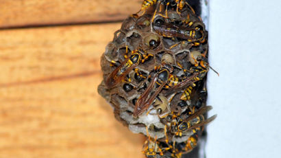 요즘 말벌들 당분 찾아 도심 쓰레기통도 뒤진다 … 폭염 속 벌떼 조심