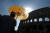 한 관광객이 23일(현지시간) 로마 콜로세움 앞에 강하게 내려꽂히는 햇빛을 종이우산으로 피하고 있다. [AP=연합뉴스]